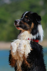 australian shepherd obedient