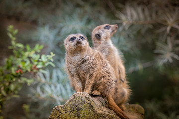 Fototapeta premium Wachsame Erdmännchen