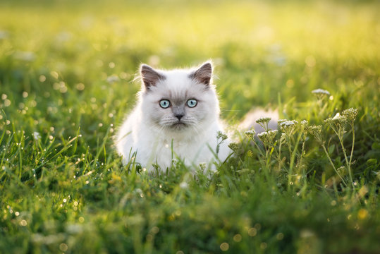 adorable fluffy kitten with blue eyes posing outdoors