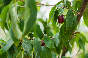 Dogwood berry on the branch
