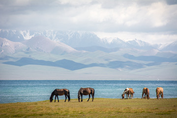 Pferd am Song Kul See in Kirgistan