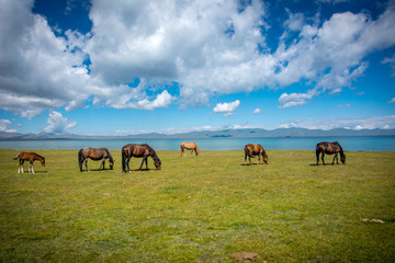 Pferd am Song Kul See in Kirgistan