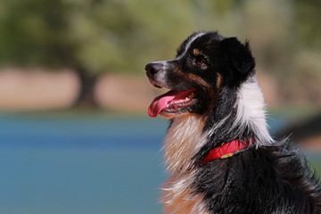 australian shepherd obedient