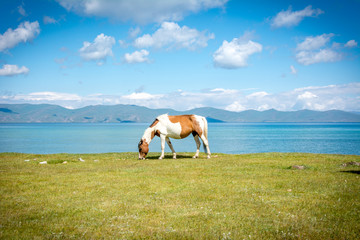 Pferd am Song Kul See in Kirgistan
