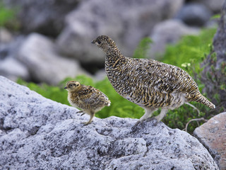 ライチョウ親子