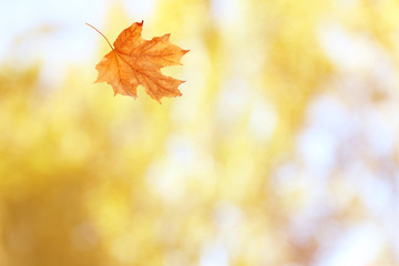 Naklejka na ściany i meble Autumn leaf on blurred foliage background.