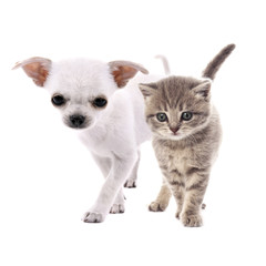 Cute chihuahua dog and adorable tabby kitten together on white background. Animal friendship concept.