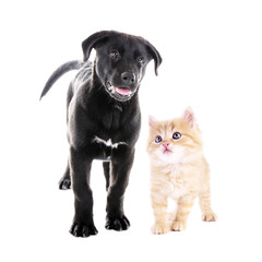 Cute black puppy and adorable tabby kitten together on white background. Animal friendship concept.