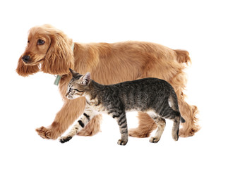 Cute cocker spaniel dog and beautiful tabby cat together on white background. Animal friendship concept.