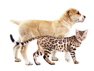 Cute central asian shepherd puppy and beautiful bengal cat together on white background. Animal friendship concept.