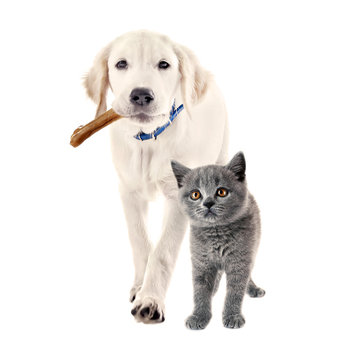 Cute puppy with bone in mouth and adorable british shorthair kitten together on white background. Animal friendship concept.
