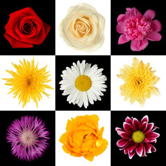 Beautiful flowers. Different flowers collage.