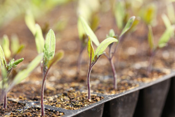 Young plants growing in greenhouse, closeup
