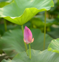 Blooming lotus