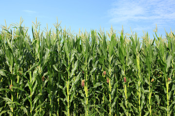 Fototapeta premium The corn in the field