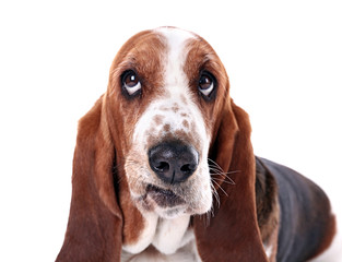 Basset hound dog on white background - obrazy, fototapety, plakaty
