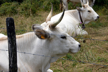 La razza Chianina © Enrico Chiamenti