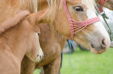 Mother horse with her foal on sunny summer day