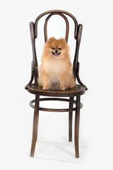 spitz-dog smails