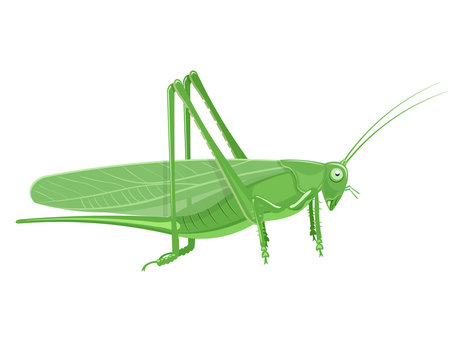Grasshopper Cartoon vector illustration isolated on white background