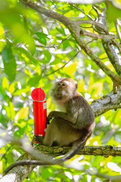 Naklejki Macaque eating stolen food from tourists at tourists attraction site. Langkawi, Malaysia.