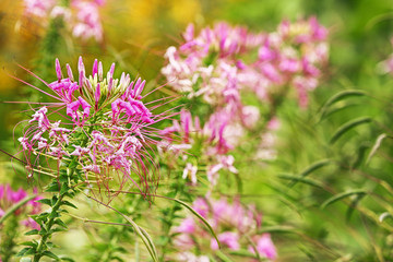 Beautiful purple flowers on meadow