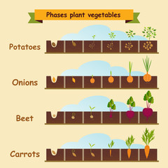 Naklejka premium Onions, carrots, potatoes, beets, the growth cycle of plants. Ve
