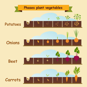 Onions, carrots, potatoes, beets, the growth cycle of plants. Ve
