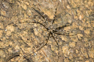 This is a photo of a spider, was taken in XiaMen botanical garden, China.