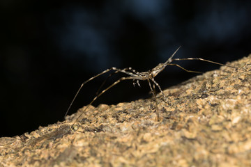 This is a photo of a spider, was taken in XiaMen botanical garden, China.