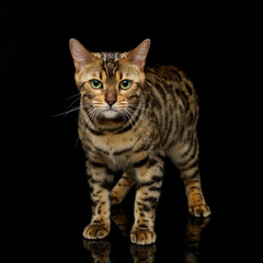 Fototapeta na wymiar Beautiful bengal cat