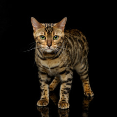 Obraz premium Beautiful bengal cat