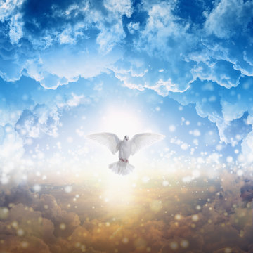 White dove descends from heaven