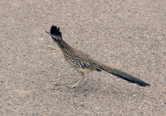 The greater roadrunner (Geococcyx californianus)