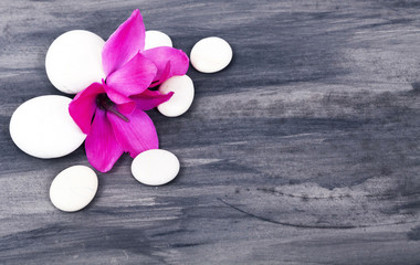 Obraz na płótnie Canvas Spa still life with pink flowers and white zen stone