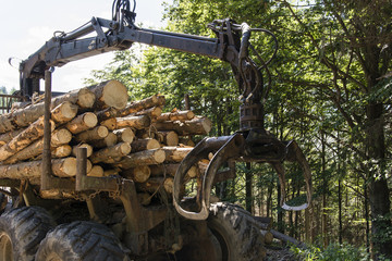 Loader wood in the forest with the tribes.