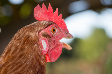 Closeup of a hen