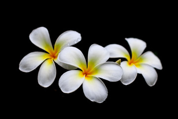 Fototapeta na wymiar White flowers after the rain, refreshing and beautiful.