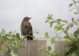 Mistle Thrush (Turdus viscivorus)