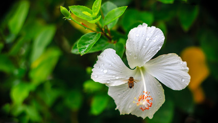 Fototapeta premium White flowers after the rain, refreshing and beautiful.