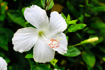 White flowers after the rain, refreshing and beautiful.