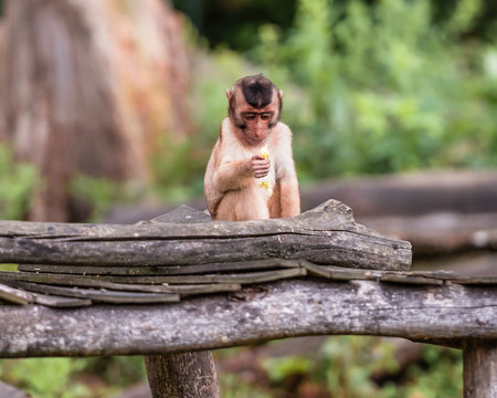 Kleiner Affe beim begutachten und fressen seiner Beute