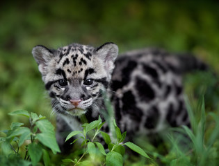 Fototapeta na wymiar clouded leopard cub