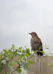 Mistle Thrush (Turdus viscivorus)