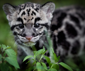Fototapeta na wymiar clouded leopard cub