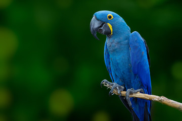 blue macaw - obrazy, fototapety, plakaty