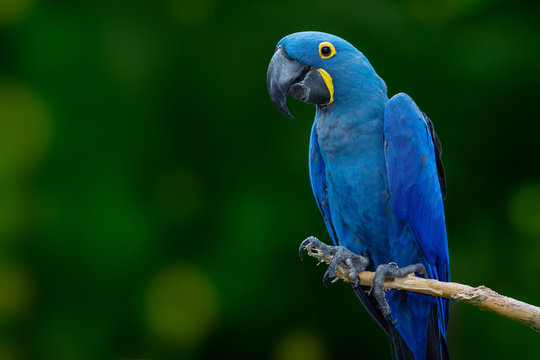 hjemmelevering browser butik 2,453 BEST Hyacinth Macaw IMAGES, STOCK PHOTOS & VECTORS | Adobe Stock