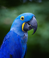 blue macaw