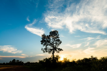 single big tree on background of sunset