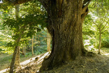 Scenery, old and ancient chestnut forest in the province of Zamo